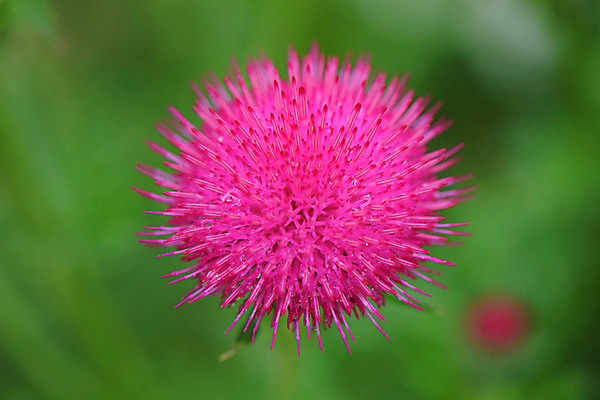 포토 JPG 식물 꽃 분홍색 한송이 사람없음 엉겅퀴 국내포토 1 컬러 송이 파일형식