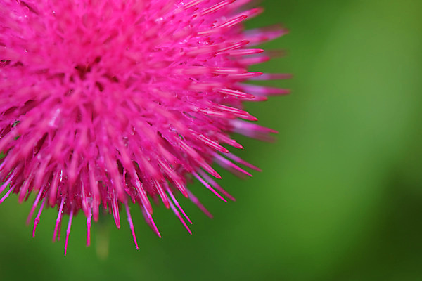 포토 JPG 식물 꽃 분홍색 한송이 사람없음 엉겅퀴 국내포토 1 컬러 송이 파일형식