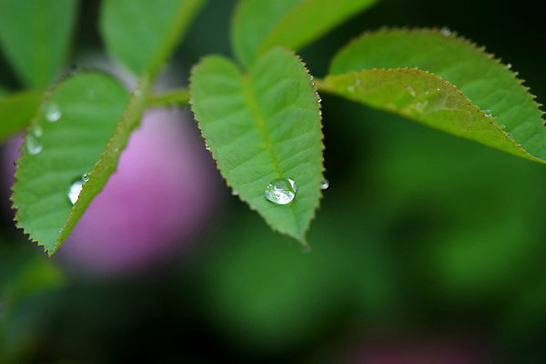 포토 JPG 주간 식물 백그라운드 잎 사람없음 야외 초록색 물방울 이슬 국내포토 자연요소 컬러 파일형식