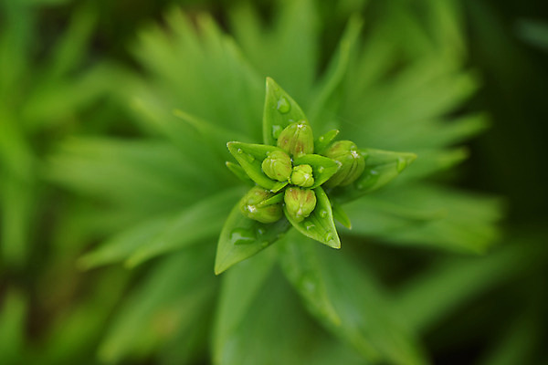 포토 JPG 주간 식물 잎 사람없음 야외 초록색 국내포토 자연요소 컬러 파일형식