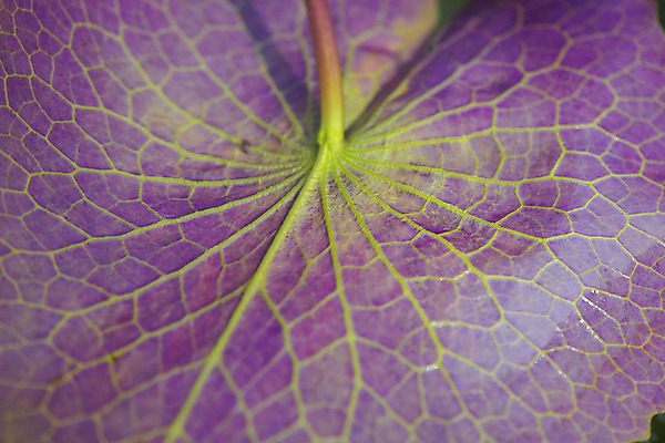 포토 JPG 식물 잎 사람없음 보라색 연잎 잎맥 국내포토 컬러 파일형식