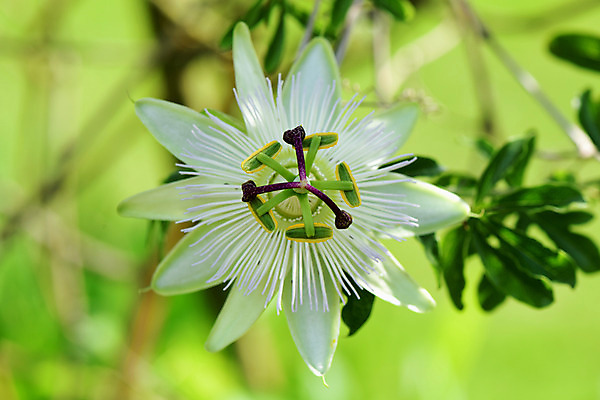포토 JPG 식물 꽃 한송이 사람없음 흰색 패션플라워 국내포토 1 컬러 송이 파일형식