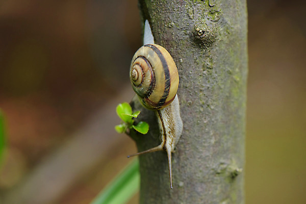 포토 JPG 나무 식물 동물 한마리 사람없음 달팽이 나무기둥 국내포토 1 연체동물 파일형식