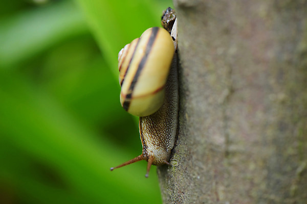 포토 JPG 나무 식물 동물 한마리 사람없음 달팽이 나무기둥 국내포토 1 연체동물 파일형식