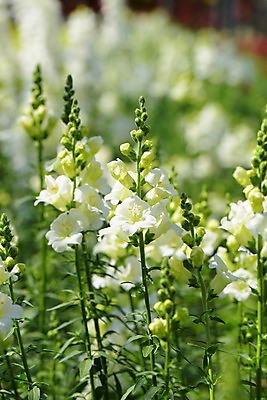 포토 JPG 식물 꽃 여러송이 사람없음 흰색 개화 꽃봉오리 스톡 국내포토 컬러 다수 파일형식