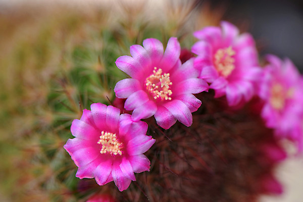 포토 JPG 주간 식물 꽃 분홍색 여러송이 선인장 사람없음 야외 선인장꽃 다육식물 국내포토 자연요소 컬러 다수 파일형식
