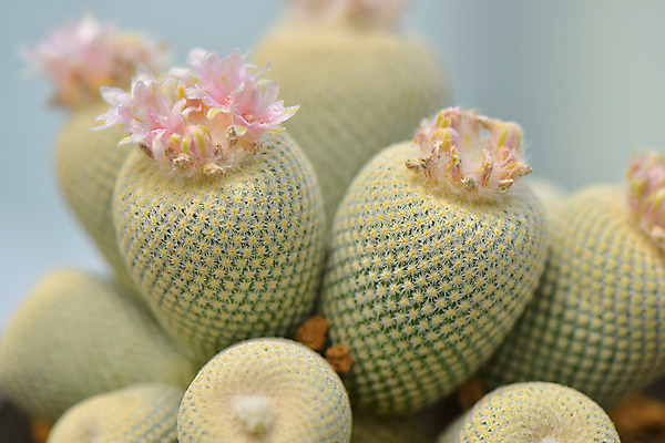 포토 JPG 주간 식물 꽃 분홍색 선인장 사람없음 야외 선인장꽃 다육식물 국내포토 자연요소 컬러 파일형식
