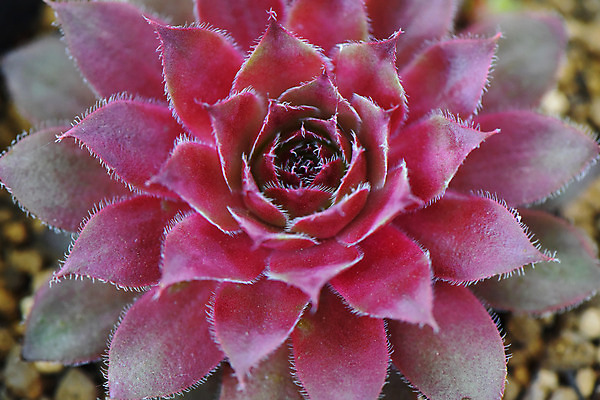 포토 JPG 주간 식물 꽃 분홍색 한송이 선인장 사람없음 야외 선인장꽃 다육식물 국내포토 자연요소 1 컬러 송이 파일형식