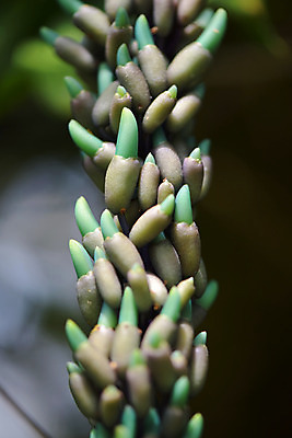 포토 JPG 식물 꽃 여러송이 사람없음 꽃봉오리 제이드바인 국내포토 다수 파일형식