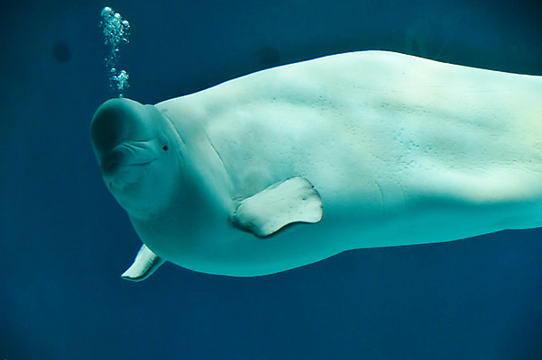 포토 JPG 동물 한마리 사람없음 물 일본 수중 수중동물 고래 치바 수중사진 벨루가 국내포토 자연요소 1 아시아 포유류 파일형식