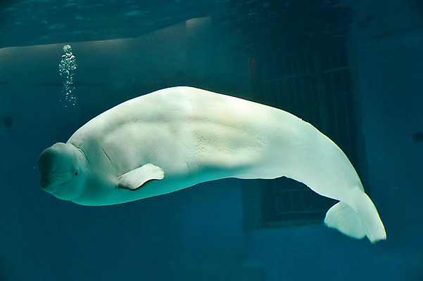 포토 JPG 동물 한마리 사람없음 물 일본 수중 수중동물 고래 치바 수중사진 벨루가 국내포토 자연요소 1 아시아 포유류 파일형식