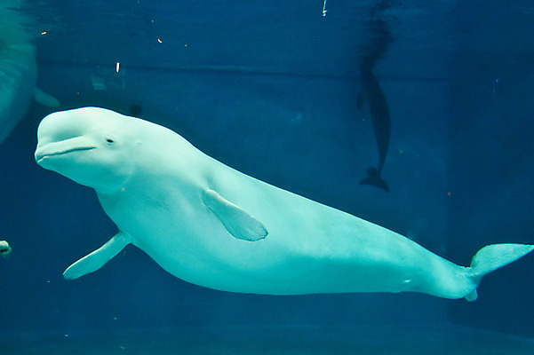 포토 JPG 동물 한마리 사람없음 물 일본 수중 수중동물 고래 치바 수중사진 벨루가 국내포토 자연요소 1 아시아 포유류 파일형식
