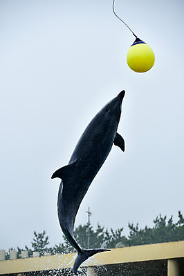 포토 JPG 주간 동물 한마리 공 사람없음 야외 일본 수면 묘기 돌고래 치바 국내포토 자연요소 1 아시아 포유류 물 수중동물 파일형식