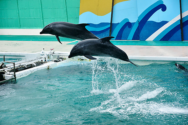포토 JPG 주간 동물 두마리 사람없음 야외 물 일본 수면 묘기 돌고래 치바 국내포토 자연요소 아시아 2 포유류 수중동물 파일형식
