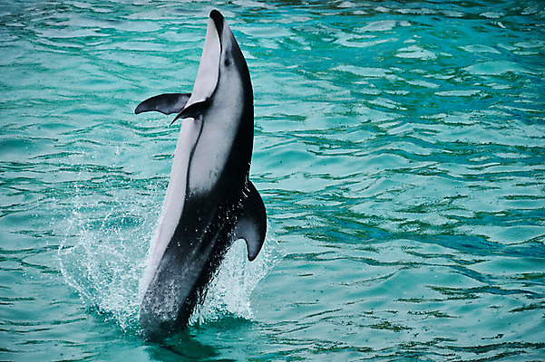 포토 JPG 주간 동물 한마리 사람없음 야외 물 일본 수면 묘기 돌고래 치바 국내포토 자연요소 1 아시아 포유류 수중동물 파일형식