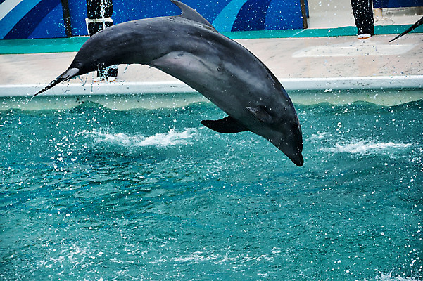 포토 JPG 주간 동물 한마리 사람없음 야외 물 일본 수면 묘기 돌고래 치바 국내포토 자연요소 1 아시아 포유류 수중동물 파일형식