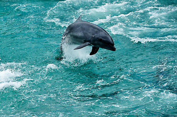 포토 JPG 주간 동물 한마리 사람없음 야외 물 일본 수면 묘기 돌고래 치바 국내포토 자연요소 1 아시아 포유류 수중동물 파일형식