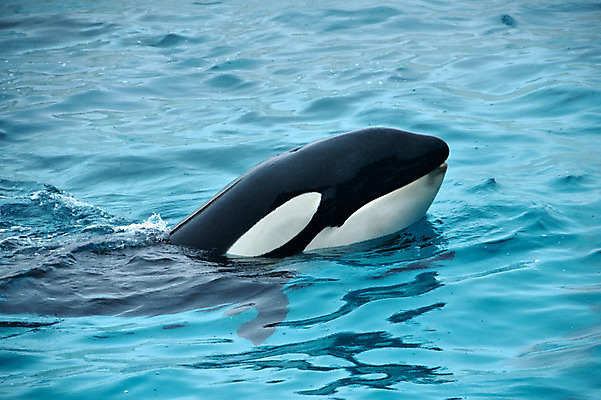 포토 JPG 주간 동물 한마리 사람없음 야외 물 일본 수면 묘기 돌고래 치바 국내포토 자연요소 1 아시아 포유류 수중동물 파일형식