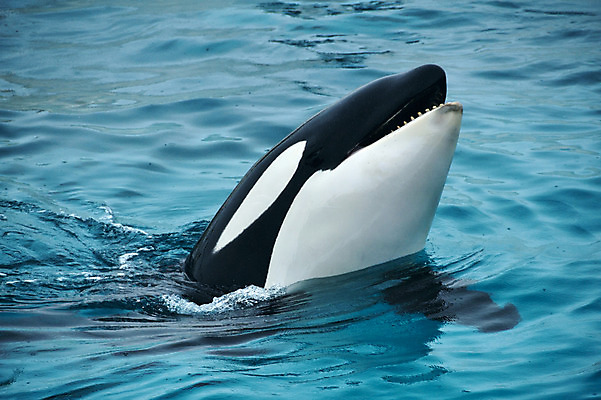 포토 JPG 주간 동물 한마리 사람없음 야외 물 일본 수면 묘기 돌고래 치바 국내포토 자연요소 1 아시아 포유류 수중동물 파일형식