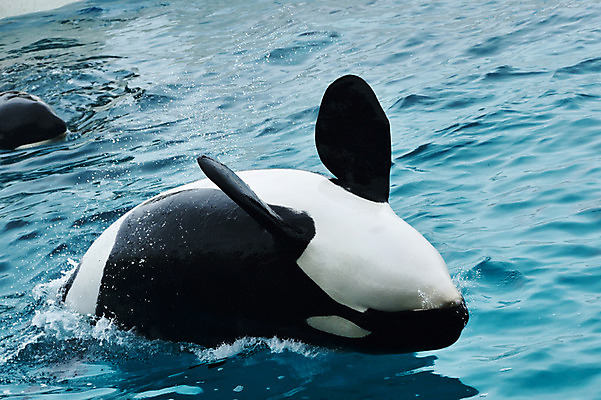 포토 JPG 주간 동물 두마리 사람없음 야외 물 일본 수면 묘기 돌고래 치바 국내포토 자연요소 아시아 2 포유류 수중동물 파일형식