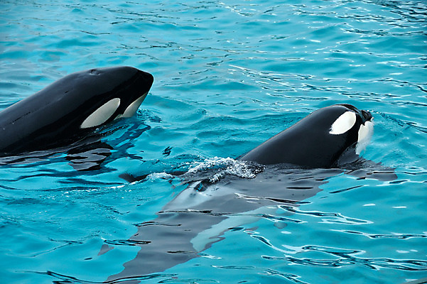 포토 JPG 주간 동물 두마리 사람없음 야외 물 일본 수면 묘기 돌고래 치바 국내포토 자연요소 아시아 2 포유류 수중동물 파일형식