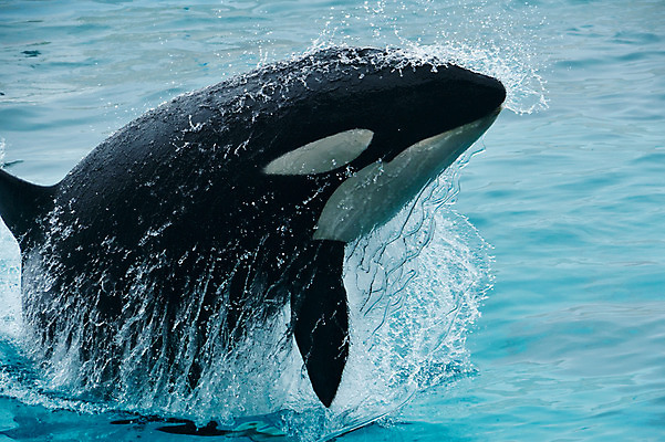 포토 JPG 주간 동물 한마리 사람없음 야외 물 일본 수면 묘기 돌고래 치바 국내포토 자연요소 1 아시아 포유류 수중동물 파일형식