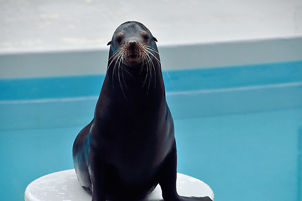 포토 JPG 주간 한마리 사람없음 야외 일본 묘기 물개 치바 국내포토 자연요소 1 아시아 포유류 바다동물 파일형식