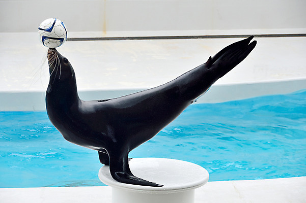 포토 JPG 주간 한마리 사람없음 야외 일본 묘기 물개 치바 국내포토 자연요소 1 아시아 포유류 바다동물 파일형식