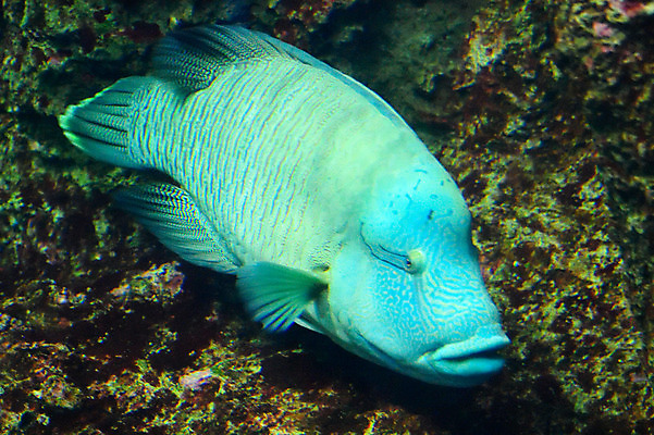 포토 JPG 동물 한마리 어류 사람없음 일본 수중 수중동물 나폴레옹피쉬 치바 수중사진 국내포토 1 아시아 파일형식