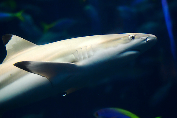 포토 JPG 동물 한마리 어류 사람없음 일본 수중 수중동물 상어 치바 수중사진 국내포토 1 아시아 파일형식