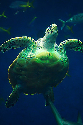 포토 JPG 동물 여러마리 어류 사람없음 일본 수중 수중동물 거북이 치바 수중사진 국내포토 아시아 다수 파충류 파일형식