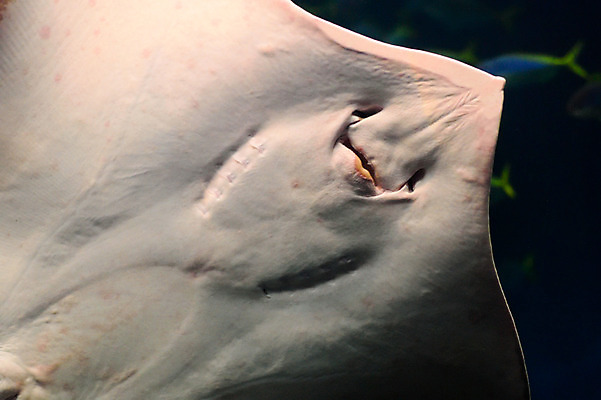 포토 JPG 동물 한마리 사람없음 일본 수중 수중동물 가오리 치바 수중사진 국내포토 1 아시아 어류 파일형식