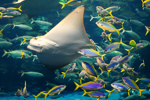 포토 JPG 동물 여러마리 어류 사람없음 일본 수중 수중동물 가오리 치바 수중사진 국내포토 아시아 다수 파일형식