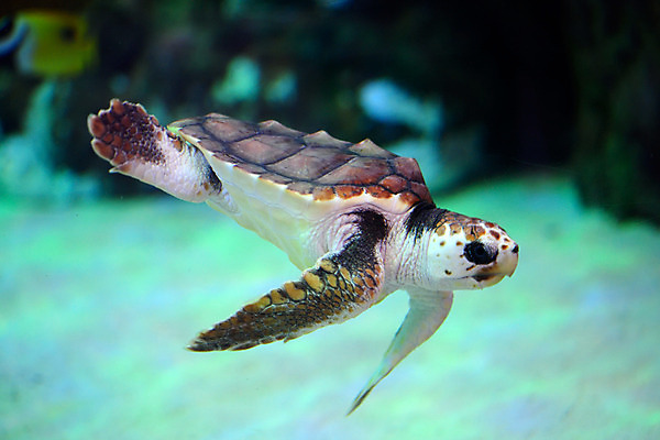 포토 JPG 동물 한마리 사람없음 일본 수중 수중동물 거북이 치바 수중사진 국내포토 1 아시아 파충류 파일형식