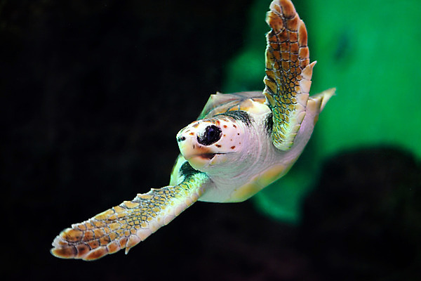 포토 JPG 동물 한마리 사람없음 일본 수중 수중동물 거북이 치바 수중사진 국내포토 1 아시아 파충류 파일형식