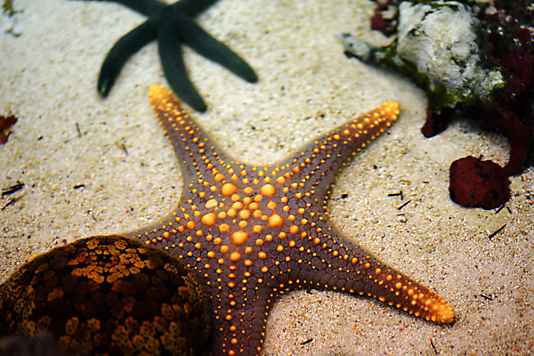 포토 JPG 동물 두마리 불가사리 사람없음 일본 수중 수중동물 치바 수중사진 국내포토 아시아 2 극피동물 파일형식