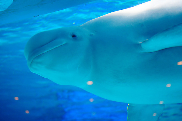 포토 JPG 동물 한마리 사람없음 일본 수중 수중동물 고래 치바 수중사진 벨루가 국내포토 1 아시아 포유류 파일형식