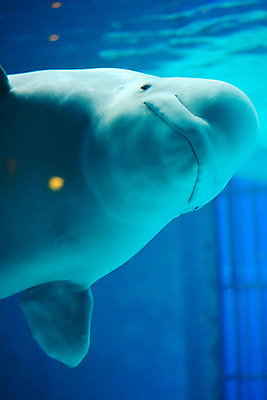 포토 JPG 동물 한마리 사람없음 일본 수중 수중동물 고래 치바 수중사진 벨루가 국내포토 1 아시아 포유류 파일형식