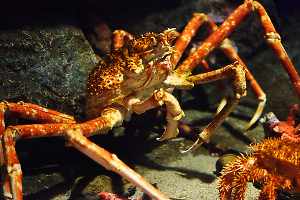 포토 JPG 동물 한마리 사람없음 일본 수중 수중동물 게 킹크랩 치바 수중사진 국내포토 1 아시아 갑각류 파일형식