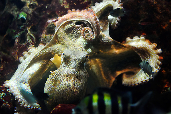 포토 JPG 한마리 사람없음 일본 수중 수중동물 문어 치바 수중사진 국내포토 동물 1 아시아 연체동물 파일형식