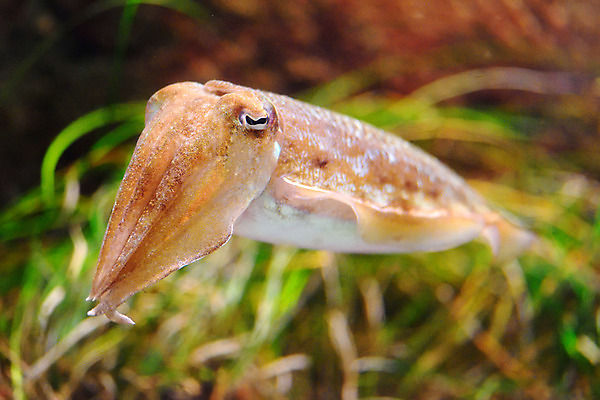 포토 JPG 동물 한마리 사람없음 일본 수중 수중동물 오징어 갑오징어 치바 수중사진 국내포토 1 아시아 연체동물 파일형식