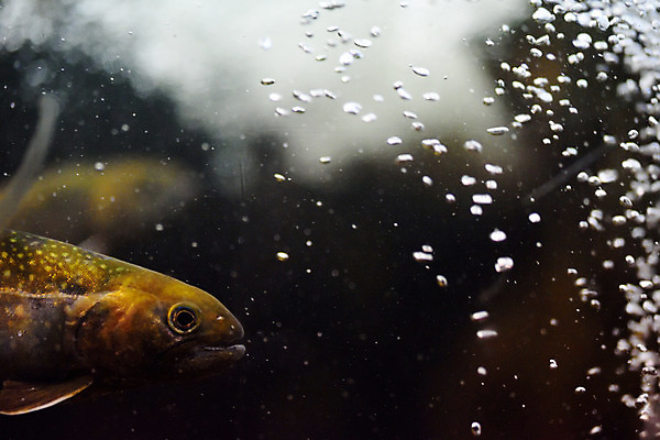 포토 JPG 동물 한마리 어류 사람없음 일본 수중 수중동물 물기포 치바 수중사진 국내포토 1 아시아 파일형식