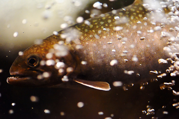 포토 JPG 동물 한마리 어류 사람없음 일본 수중 수중동물 물기포 치바 수중사진 국내포토 1 아시아 파일형식