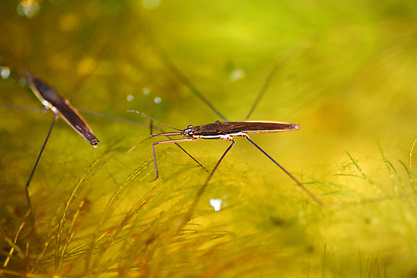 포토 JPG 동물 두마리 사람없음 일본 수면 소금쟁이 치바 국내포토 아시아 곤충 2 물 파일형식