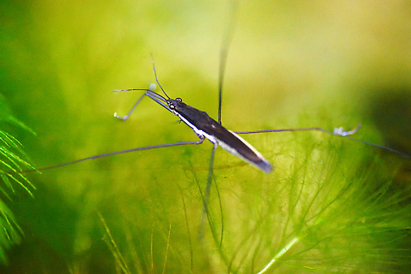 포토 JPG 동물 한마리 사람없음 일본 수면 소금쟁이 치바 국내포토 1 아시아 곤충 물 파일형식
