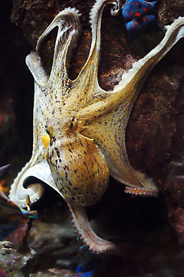 포토 JPG 한마리 사람없음 일본 수중 수중동물 문어 치바 수중사진 국내포토 동물 1 아시아 연체동물 파일형식