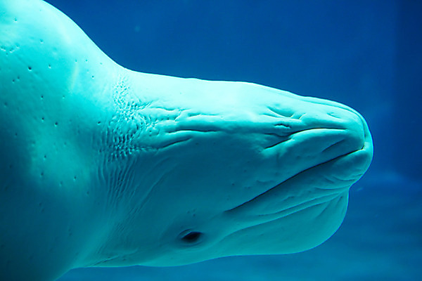 포토 JPG 동물 한마리 사람없음 일본 수중 수중동물 고래 치바 수중사진 벨루가 국내포토 1 아시아 포유류 파일형식