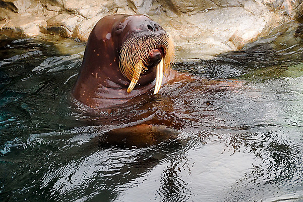 포토 JPG 동물 한마리 사람없음 일본 수면 바다코끼리 치바 국내포토 1 아시아 포유류 물 바다동물 파일형식