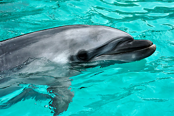 포토 JPG 동물 한마리 사람없음 일본 수면 돌고래 치바 국내포토 1 아시아 포유류 물 수중동물 파일형식