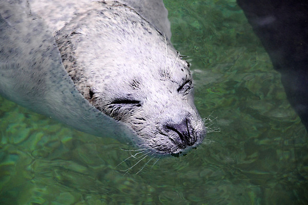 포토 JPG 동물 한마리 사람없음 일본 수면 바다표범 치바 국내포토 1 아시아 포유류 물 바다동물 파일형식